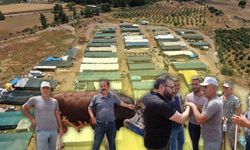 Antalya’da kurban pazarında büyük pazarlık!