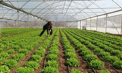 Antalya Aksu’da Üzerinde Sera ve Yapı Bulunan Tarım Arazileri Mahkemeden İcralık Olarak Satışa Çıkarıldı