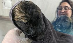 Antalya'da su kanalında mahsur kalan köpekler kurtarıldı!