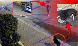 Antalya'da büyük skandal: Köpeği önce takip, sonra taciz etti!