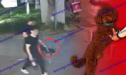 Antalya'da köpek hırsızları kamerada!