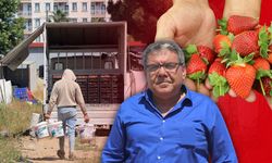 Antalya'da çilek hasatı devam ediyor: Halde 25-30, markette 150 TL!