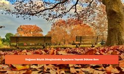 Doğanın Büyük Döngüsünde Ağaçların Yaprak Dökme Sırrı