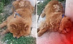 Antalya'da köpeğin eziyet sonucu öldüğü iddiası: 1 kişi gözaltında