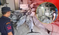 Antalya'da depo baskını: Avlanması ve satışı yasak balıklara el konuldu