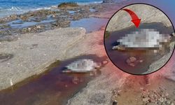 Antalya sahillerinde üzücü görüntü: Caretta carettalar ölü bulundu