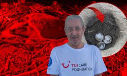 Antalya'da caretta caretta yuvalarında hareketlilik: Sayı bin 200'e ulaştı