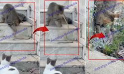 Antalya'da meraklı kedi ile yılanın karşılaşması kamerada!