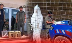 Antalya'da kafesteki keklik ve papağanlara el konuldu: Yasal süreç başlatıldı