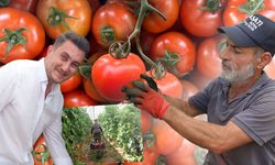 Antalya'da yazlık domates hasadı başladı: Üretici memnun, gözler fiyatlarda!