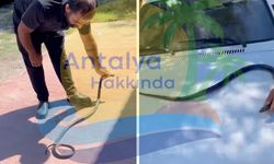 Antalya'da yılan paniği! Vatandaşlar tarafından yakalandı