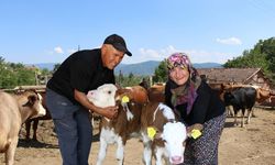 Hayranı oldukları sanatçının adını buzağılarına verdiler