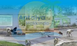 Antalya'da enteresan olay! Karga didikledi, köpek oralı olmadı