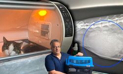 Alanya'da bir kedinin karnından yarım kiloya yakın kist çıkarıldı