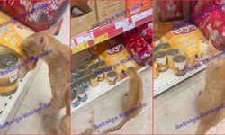 Antalya'da markete giren kedi mama reyonunda karnını doyurdu! İşte o anlar