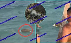 Antalya Konyaaltı Sahili’nde ölü caretta caretta bulundu!