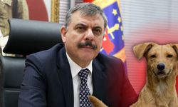 İçişleri Bakanı açıkladı: "Sokak köpeklerinin hepsini toplatacağım"