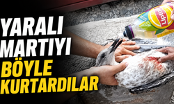Antalya'da yaralı martıyı böyle kurtardılar!