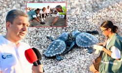 Antalya'da caretta caretta yavruları denizle buluştu!