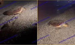 Antalya'da caretta caretta çocuğu ısırdı iddiası!