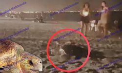 Konyaaltı Sahili'nde caretta caretta heyecanı kamerada!