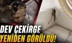 Antalya'da dev çekirge yeniden görüntülendi! O anlar kamerada