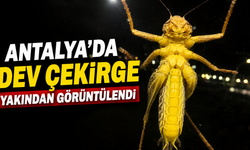 Antalya'da dev çekirge yakından görüntülendi! İşte o anlar