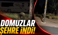 Antalya'da domuz sürüsü caddeye indi!