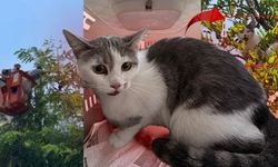 Antalya ağaçta mahsur kalan kedi kurtarıldı! O anlar kamerada!