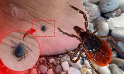 Antalya'da piknik alanında kene alarmı!