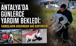Antalya'da mahsur kalan köpek kurtarıldı: Genç kadın gözyaşlarına boğuldu!