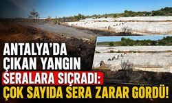 Antalya'da çıkan yangında çok sayıda sera zarar gördü!