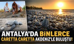 Antalya'da caretta caretta heyecanı: Binlerce yavru Akdeniz'le buluşmaya başladı