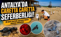 Antalya'da caretta caretta seferberliği: Gece boyunca nöbet tutuyorlar!
