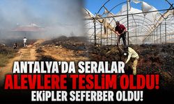 Antalya'da sera yangını: 7,5 dekar alan zarar gördü!