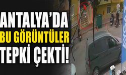 Antalya'da tepki çeken görüntü: Kediyi yerden alıp sokağa fırlattı!