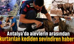 Antalya'da alevlerin arasından kurtarılan kediden sevindiren haber!