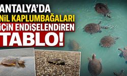Antalya'da Nil kaplumbağaları için endişelendiren tablo! Yapılaşma ve olta balıkçılığı türü tehdit ediyor