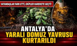 Antalya'da elektrik direğine bağlı bulundu: Yaralı domuz yavrusu böyle kurtarıldı!