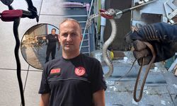 Antalya'da yılan alarmı: İtfaiyeye ihbar yağıyor!