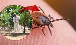 Aksu'da kene alarmı! Belediye ekipleri sahaya indi
