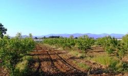 Antalya Kaş'ta 11 Bin Metrekare Tarla Mahkemeden Satışa Çıkarıldı