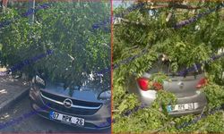 Antalya'da park halindeki otomobilin üzerine ağaç devrildi!