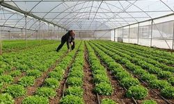 Antalya Elmalı'da 4 Bin Metrekare Sera İcradan Satışa Çıktı! İşte İhale Tarihleri ve Fiyatlar
