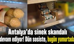Antalya'da sinek skandalı devam ediyor! Dün sosiste, bugün yumurtada