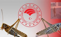 Antalya'da da görülmüştü: Bakanlıktan çekirge istilası iddialarına yanıt!