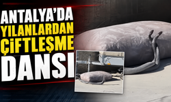 Antalya'da yılanların çiftleşme dansı kamerada!