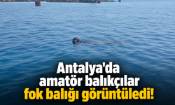 Antalya'da amatör balıkçılar fok balığı görüntüledi!