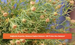 Dağlarda Arıyorlar, Bulunca Cepleri Doluyor: 150 TL’den Alıcı Buluyor!