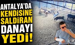 Antalya'da kendisine saldıran danayı yedi!